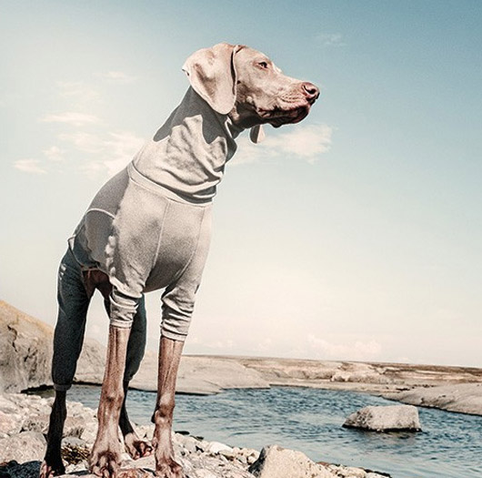 Abbigliamento per cani