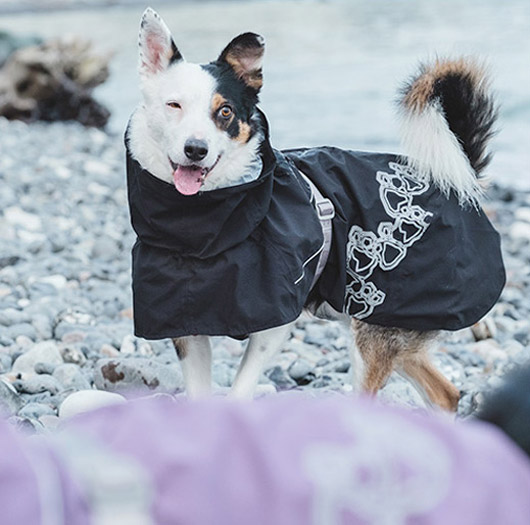 Abbigliamento per cani