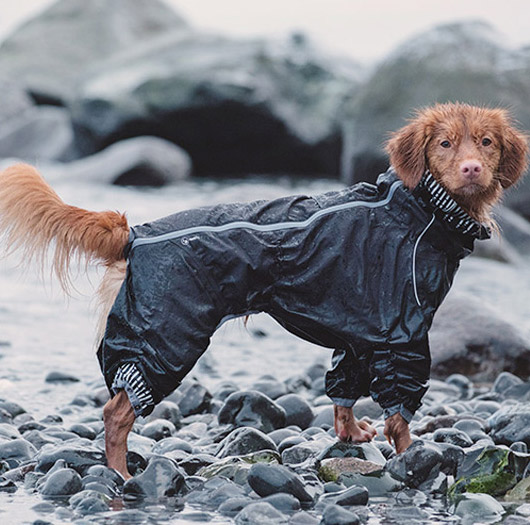 Abbigliamento per cani